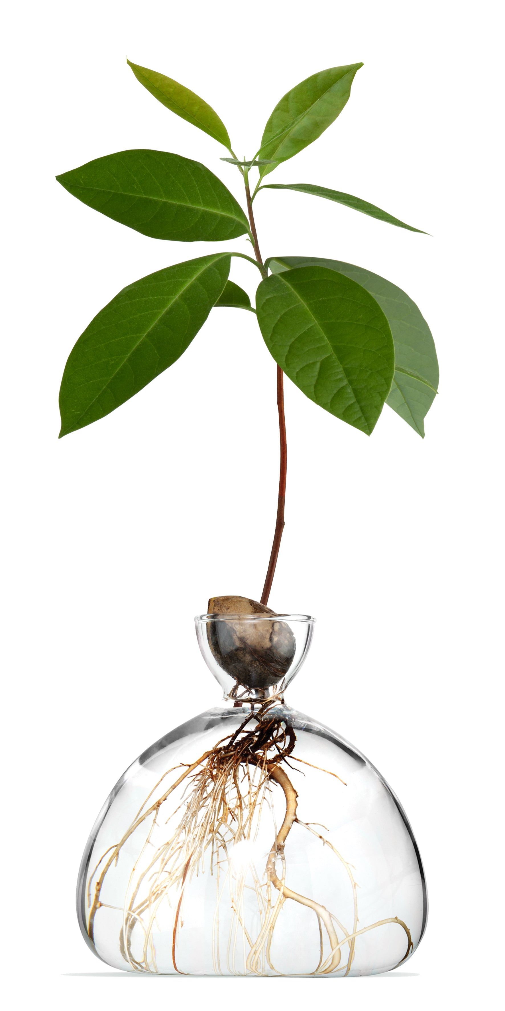 AVOCADO Vase